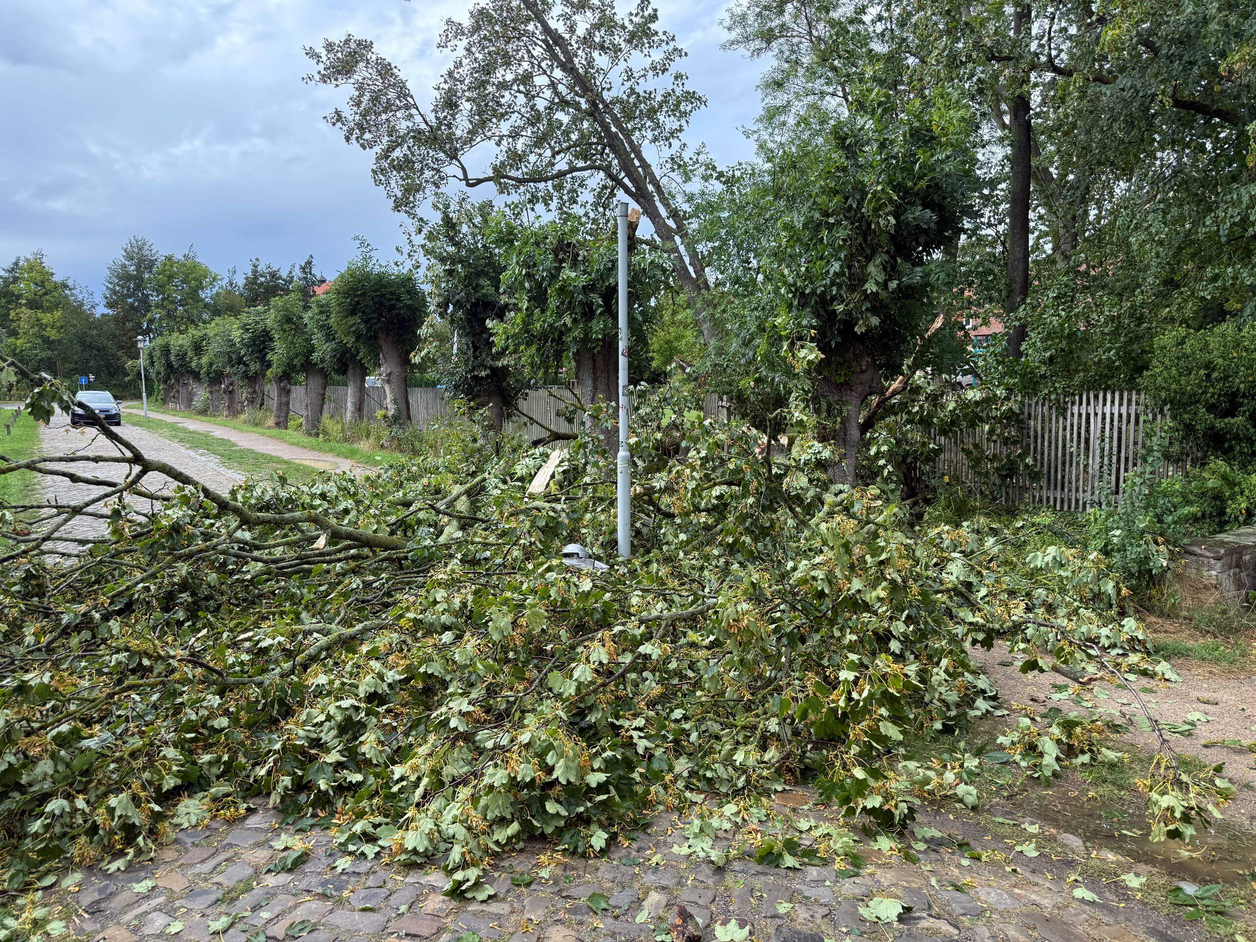 Umgestürzter Baum in Rethmar